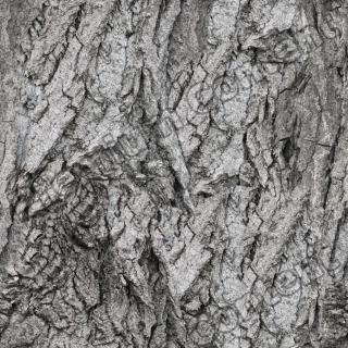 Photo High Resolution Seamless Tree Bark Texture 0001